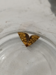 Chrysoecia dela