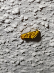 Chrysoecia dela