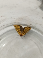 Chrysoecia dela