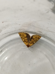 Chrysoecia dela
