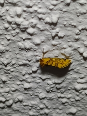 Chrysoecia dela