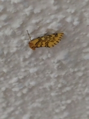 Chrysoecia dela