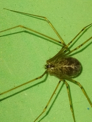 Physocyclus
