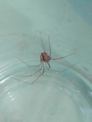 Physocyclus