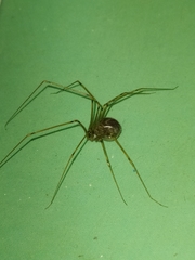 Physocyclus