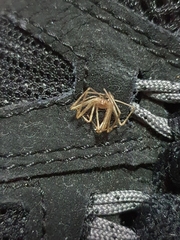Araneae