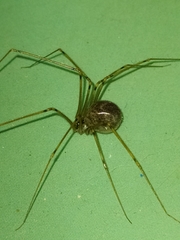Physocyclus
