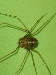 Physocyclus