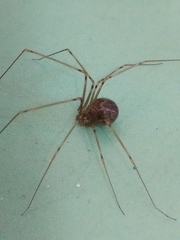 Physocyclus
