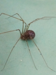 Physocyclus