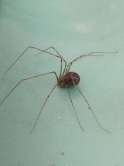 Physocyclus