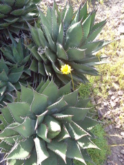 Agave shawii shawii