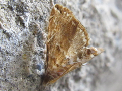 Elophila turbata