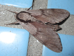 Sphinx morio arestus