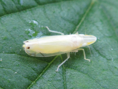 Nirvana placida