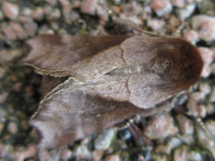 Gonoclostera timoniorum