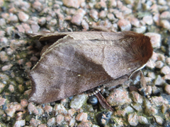 Gonoclostera timoniorum