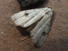 Anachrostis nigripunctalis