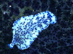 Pseudoceros laingensis