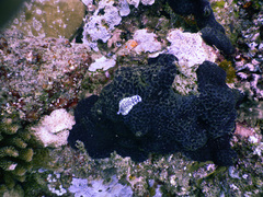 Pseudoceros laingensis