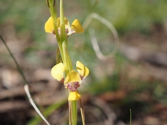 Diuris tricolor