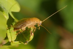 Planuncus tingitanus