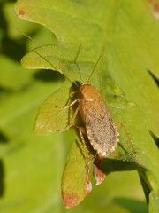 Planuncus tingitanus