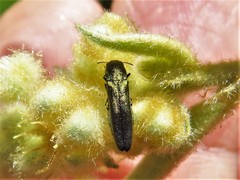 Agrilus lacustris