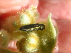 Agrilus lacustris