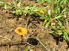 Crepidotus subfulviceps