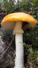 Amanita muscaria aureola