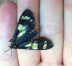 Gnophaela latipennis