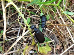 Epicauta cinerea-group