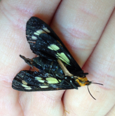 Gnophaela latipennis