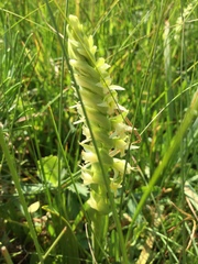Spiranthes × stellata