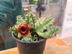 Huernia zebrina