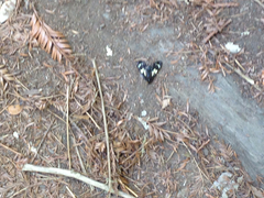 Gnophaela latipennis