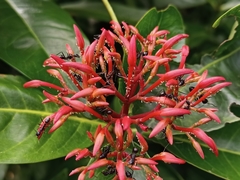 Ixora coccinea