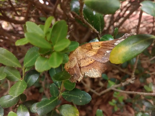 Euchlaena amoenaria