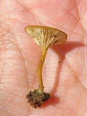 Crepidotus subfulviceps