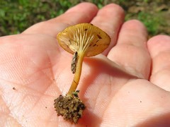 Crepidotus subfulviceps