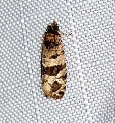 Lobesia peltophora