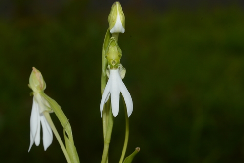 Image of Habenaria longicorniculata by no rights reserved