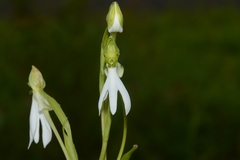 Habenaria longicorniculata