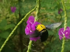 Xylocopa ruficornis
