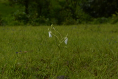 Habenaria longicorniculata