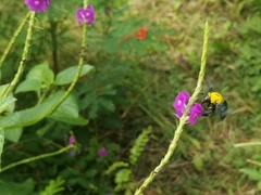Xylocopa ruficornis