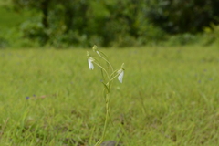 Habenaria longicorniculata