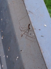 Smeringopus pallidus