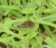 Taractrocera ceramas